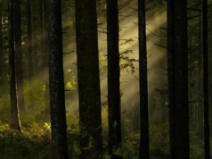 Raport o sytuacji branży leśno-drzewnej: ceny stabilne, eksport poza UE spada