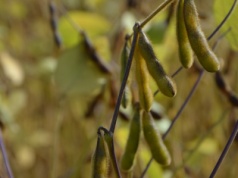 Spotkanie USA – Chiny. Wpływ na rynki, nie tylko soi