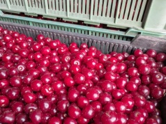 Ukraińcy postawią na wiśnie? Tamtejsze media mówią o perspektywach