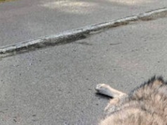 Młoda wilczyca nie przeżyła konfrontacji z samochodem