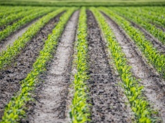 Błędy w ochronie kukurydzy. Czego unikać, aby zabiegi herbicydowe i insektycydowe były skuteczne?