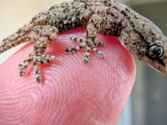 Niespodziewany gość ukrył się w rukoli z Lidla. 