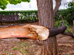 Strażacy interweniowali w związku z silnym wiatrem