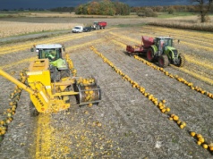 Trwają zbiory pestek dyni. Ile można zarobić?