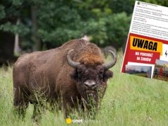 Wypadek w Białowieskim Parku Narodowym. Żubr zaatakował turystkę