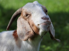 Kozy pojawią się na krakowskich łąkach