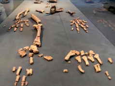 Szkielet sprzed 4,4 mln lat podważa nasze rozumienie ewolucji. Ardi cały czas miesza naukowcom szyki