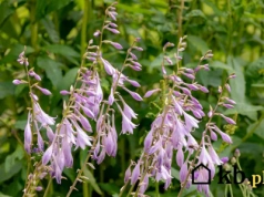 Sadź ją teraz, bo za miesiąc będzie za późno. Efekt? Wiosną zachwyci!