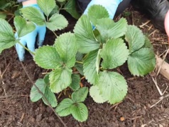 Latem plony truskawek cię zachwycą. Już teraz zrób to, co każdy ogrodnik