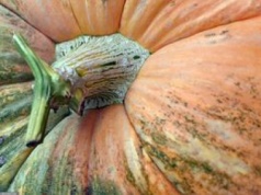 Dyniowa alternatywa dla zboża. Na wsi sondują opłacalność tego pomysłu