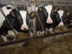 Co się dzieje na rynku mleka? Rolnicy będą tracić