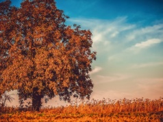 Słońce wraca do Polski! Zanim przyjdą przymrozki, czeka nas cieplutki tydzień