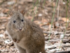 Przecierają oczy. Jeden z najrzadszych ssaków pojawił się pod górą Polaka