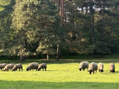 Pierwszy przypadek choroby niebieskiego języka w stadzie owiec