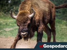 Żubr poturbował turystkę. Czy to człowiek zawinił?