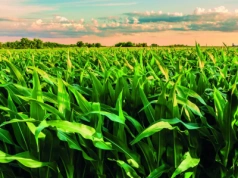 Evritell® 162 OD - nowa jakość w ochronie przed chwastami!