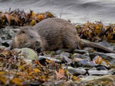 Spotkasz je po sezonie nad Bałtykiem. To rzadkie stworzenia