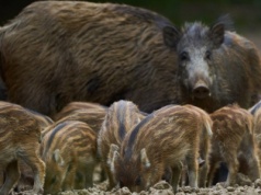 Koniec polowań na dziki na północy Polski. Przełomowa decyzja