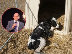 Chore cielę to strata nawet 1000 litrów mleka. Jak odchować zdrowe i silne sztuki?