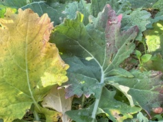 Po czym poznamy jesienne niedobory azotu w rzepaku?