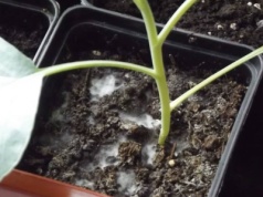 Zrób to, a biały osad zniknie raz na zawsze. Gleba odetchnie z ulgą