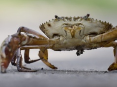 Kraby błotne to kulinarne złoto Azji. Teraz grozi im wyginięcie