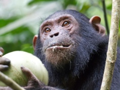 Dlaczego małpy jedzą sfermentowane owoce? To wiele mówi o ewolucji człowieka