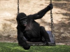 "Leczą się" owadami. To ich specjalna taktyka