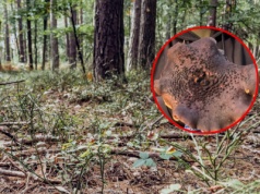 Poszedł na grzyby, pokazał, jaki okaz znalazł. "Coś niesamowitego"