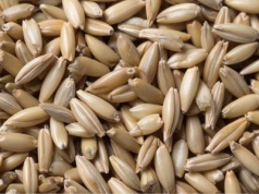 Najnowsze ceny zbóż paszowych w województwach