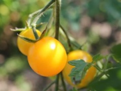 Dlaczego niektóre pomidory są żółte? Naukowcy odkryli zmianę w genie