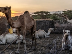 Wyginęło 70 proc. krów. Wtedy wkroczyły wielbłądy