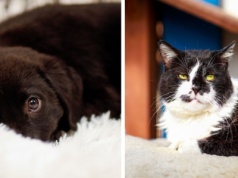 Galeria pod psem i kotem  (Odc.388)