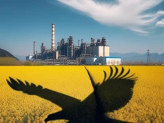 Inwestycja w polski rzepak