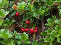 Mącznica na drogi moczowe, biofilmy i słabo napięte błony śluzowe