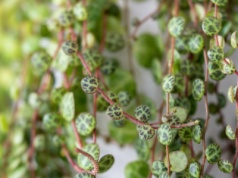 Liście tej rośliny przypominają żółwi pancerz. Nawet teściowa ci jej pozazdrości