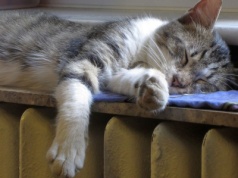 Nabór wniosków na bon ciepłowniczy