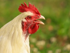 Jaja i drób w 2026 roku: rynek pod presją chorób, ale z szansą na odbudowę