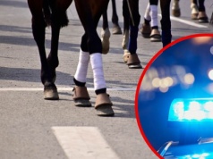 Uciekające konie w Bawarii wybiegły na drogę – trzy zginęły w tragicznych wypadkach