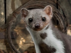 Mój tata znalazł genialny sposób na kuny. Od kiedy to robi, zwierzęta zniknęły