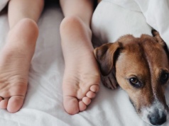 Nocny strażnik u twoich nóg. Skąd bierze się to zachowanie u psa?