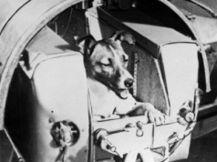 3 listopada 1957 roku wystartowała sonda Sputnik 2 z psem Łajką na pokładzie
