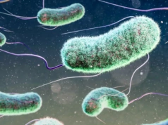 Bakteria inna niż wszystkie. Genetycy zmodyfikowali język życia