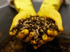 Wątpliwości wokół spożywania białka z owadów. Badacze wskazują na zagrożenia