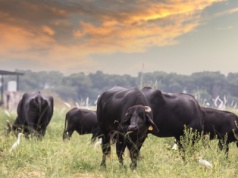 Na sprzedaż ponad 700 tysięcy hektarów gruntów. To jedyna taka farma