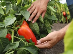 Ministerstwo Finansów: Samozbiory opodatkowane VAT w przypadku rolników nie-ryczałtowych