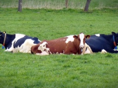 Krowy padają, żywność trąci rakotwórczością. Alarmujące doniesienia, przyczyną klimatyczny fanatyzm