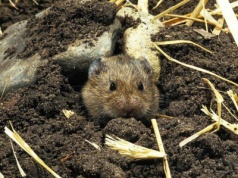 Zamiast do garnka, wsyp do dziury. Nornice uciekną w kilka godzin. Tego zapachu nie znoszą