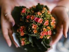 Małe pąki, wielkie 