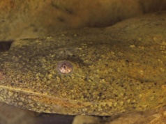 Ogromny diabeł kryje się w rzekach. Jest z nim coraz większy problem